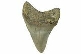Serrated, Fossil Megalodon Tooth - North Carolina #295168-1